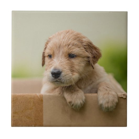 ゴールデン·リトリーバーの子犬が箱に入る タイル (正面)