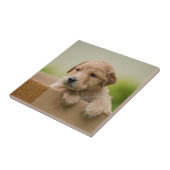 ゴールデン·リトリーバーの子犬が箱に入る タイル (側面)