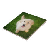 ゴールデン·リトリーバーの子犬が草の上で飼育 タイル (側面)