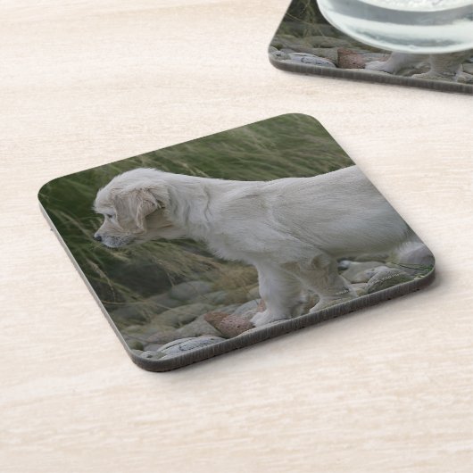 ゴールデン・リトリーバーの子犬の地位 コースター (左側)