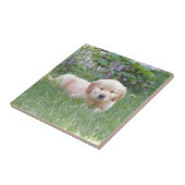 ゴールデン・リトリーバーの子犬 タイル (側面)