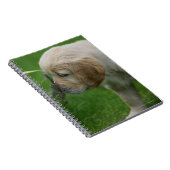 ゴールデン・リトリーバーの子犬 ノートブック (右側)