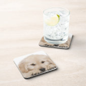 ゴールデン・リトリーバーの子犬(20週古い) コースター (右側)