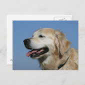 ゴールデン・リトリーバーのHeadshot 4 ポストカード (正面/裏面)