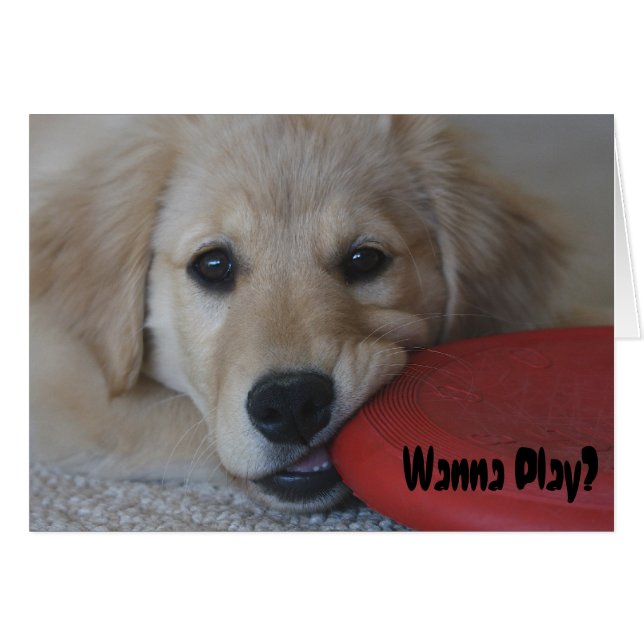 ゴールデン・リトリーバーは…遊びたいと思います (正面横)