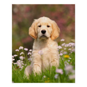 ゴールデン・リトリーバー犬のかわいいGoldieの子犬、写真 ポスター