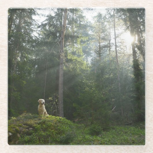 ゴールデン・リトリーバー犬|のマツ森林 ガラスコースター (正面)