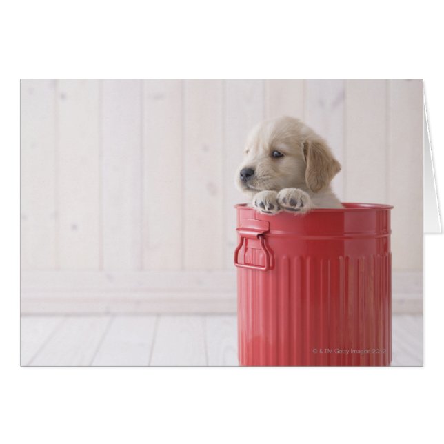 ゴールデン・リトリーバー (正面横)