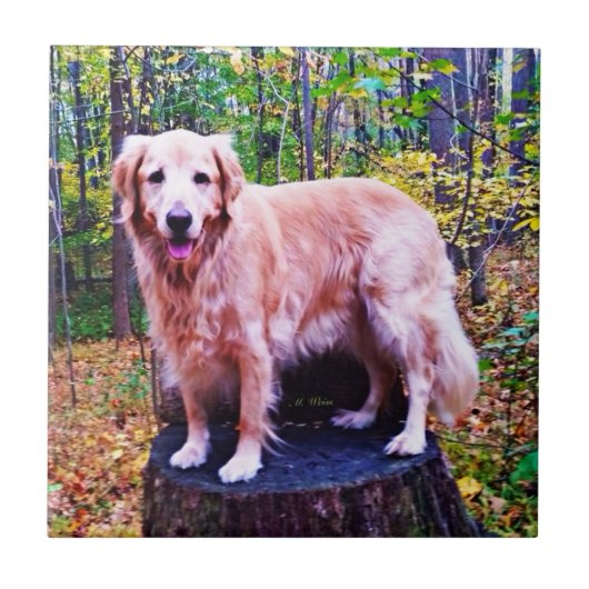 ゴールデン・リトリーバー タイル (正面)