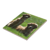 ゴールデン・リトリーバー タイル (側面)