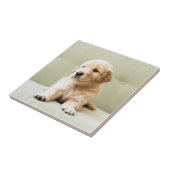 ゴールデン·リトリーバー·ワンちゃんが長椅子に タイル (側面)