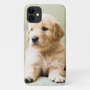 ゴールデン·リトリーバー·ワンちゃんが長椅子に iPhone 11 ケース