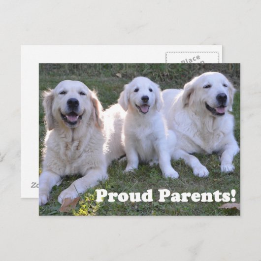 ゴールデン・レトリーバーの子犬誇りを持ったと両親 ポストカード (正面/裏面)