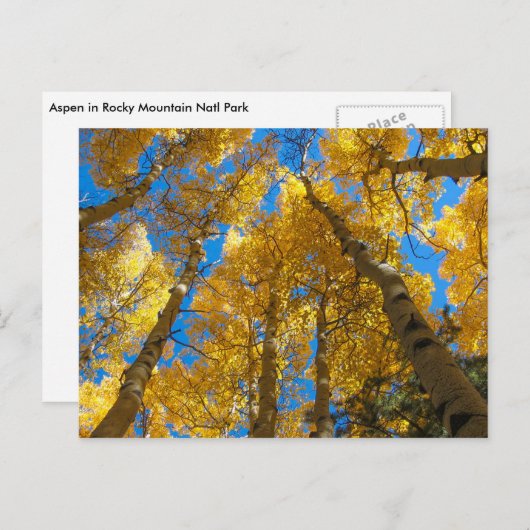 ゴールデン《植物》アスペンニアエステスパークコロラドハガキ ポストカード (正面/裏面)