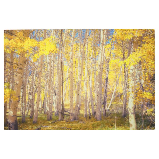 ゴールデン《植物》アスペンフォレスト メタルプリント (正面)