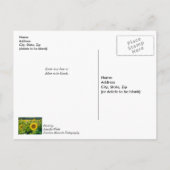 ゴールドのひまわり畑 回復おめでとう ポストカード ポストカード (裏面)