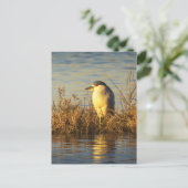 ゴールドの湿地の野生生物 Night Heron ポストカード (スタンド正面)