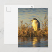 ゴールドの湿地の野生生物 Night Heron ポストカード (正面/裏面)