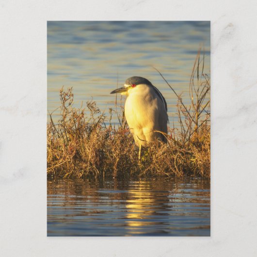 ゴールドの湿地の野生生物 Night Heron ポストカード (正面)