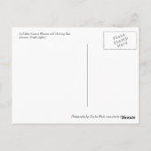 ゴールドコスモス ポストカード (裏面)