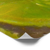 ゴールドフィッシュコイ池スイレン ポスター (角)