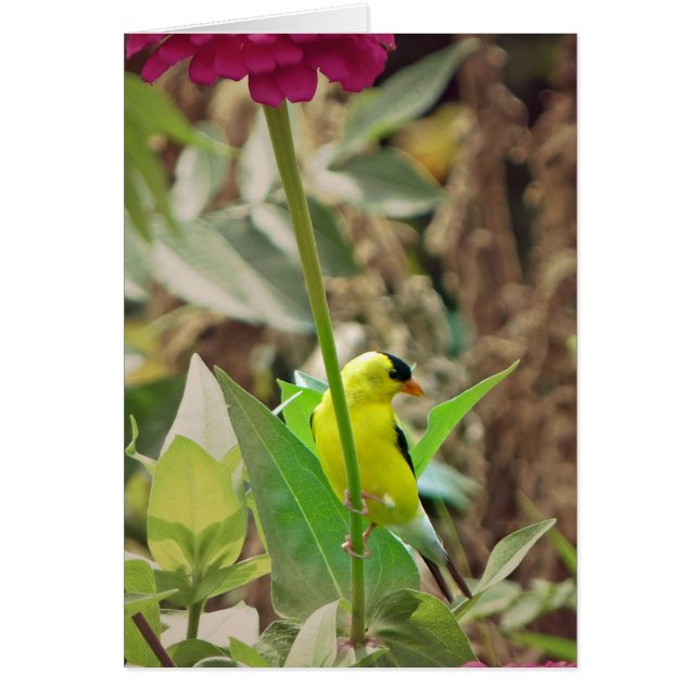 ゴールドフィンチ (正面)