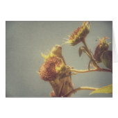 ゴールドフィンチ (正面横)