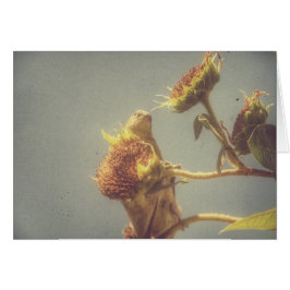 ゴールドフィンチ