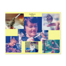 ゴールドフィンチ1973年絵葉書