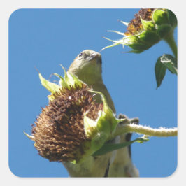 ゴールドフィンチ スクエアシール