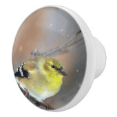 ゴールドフィンチ セラミックノブ (右)