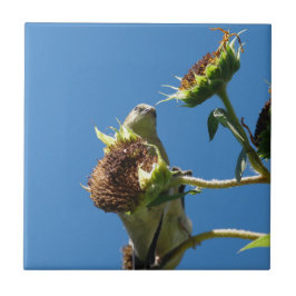 ゴールドフィンチ タイル