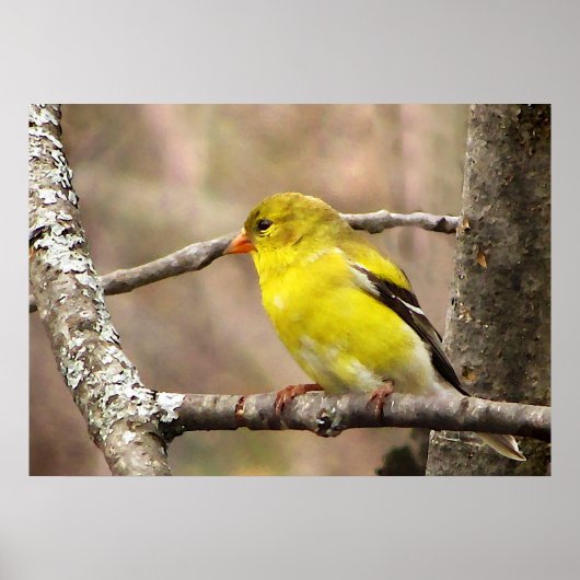 ゴールドフィンチ ポスター (正面)