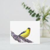 ゴールドフィンチ ポストカード (スタンド正面)