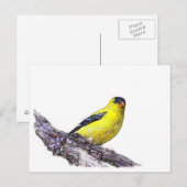 ゴールドフィンチ ポストカード (正面/裏面)