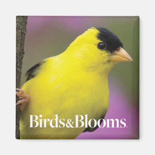 ゴールドフィンチ マグネット (正面)