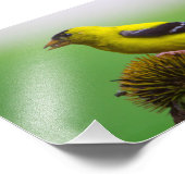 ゴールドフィ食べンチのベニバナの種子 フォトプリント            (角)