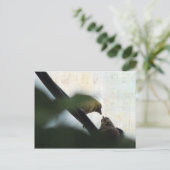 ゴールドフィ食べ物を与えンチ ポストカード (スタンド正面)