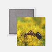 ゴールドロッド上の小さなアリ マグネット (正面/裏面)