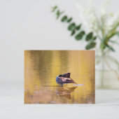 ゴールド・グース ポストカード (スタンド正面)