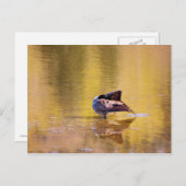 ゴールド・グース ポストカード (正面/裏面)