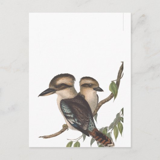 ゴールド コオカブッリ オーストラリアーナ 案内ポストカード (正面)