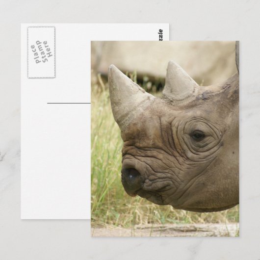 サイのアップ ポストカード (正面/裏面)