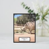 サイのポストカード ポストカード (スタンド正面)