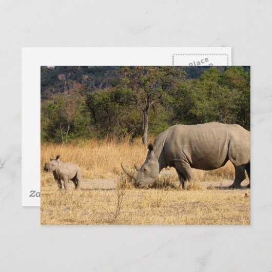 サイの家族のポストカード ポストカード (正面/裏面)