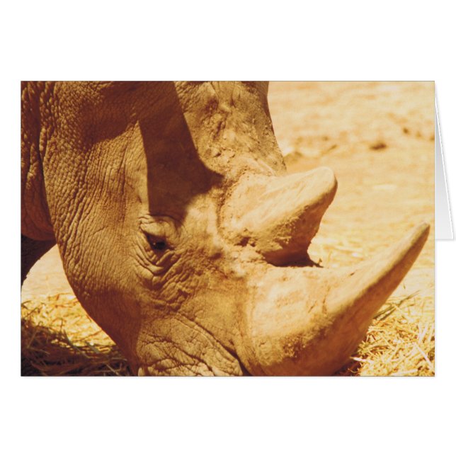 サイの愛 (正面横)