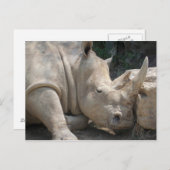 サイの郵便はがき ポストカード (正面/裏面)