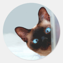 サイアおもしろいム猫のぞき