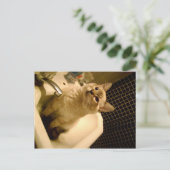 サイアムミックスkitten ポストカード (スタンド正面)