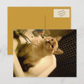 サイアムミックスkitten ポストカード (正面/裏面)
